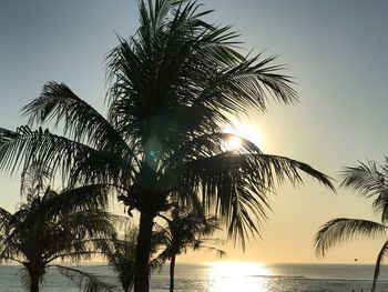 Low angle view of palm trees against clear sky