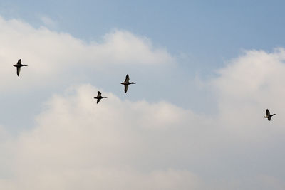 Low angle view of birds flying in sky