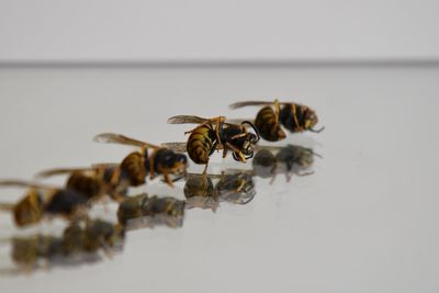 Close-up of bee over white background