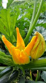 Close-up of yellow flower blooming outdoors