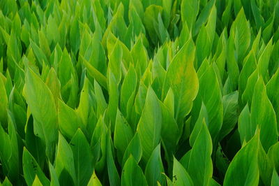 Full frame shot of fresh green plants