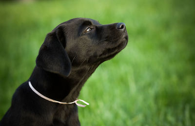 Close-up of dog