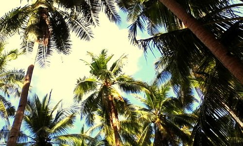 Low angle view of palm trees