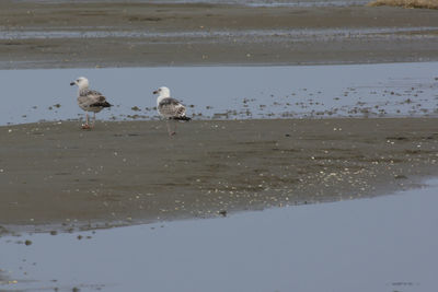 Flock of seagulls on beach