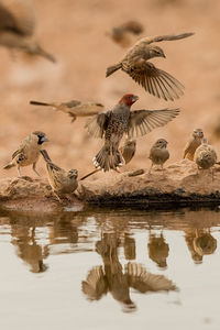 Birds flying over lake