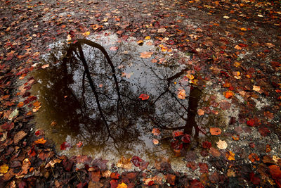 High angle view of maple leaves on wet tree