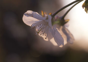 Close-up of cherry blossom