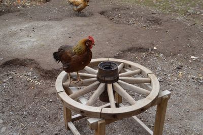 High angle view of rooster on land