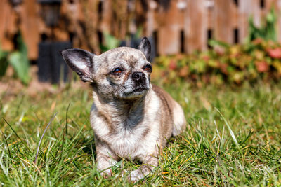 Portrait of a dog on field