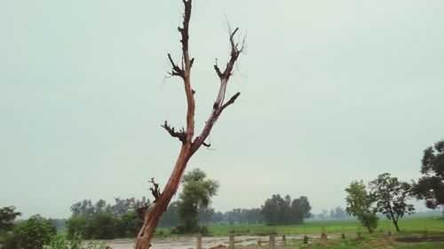 View of trees on landscape against sky