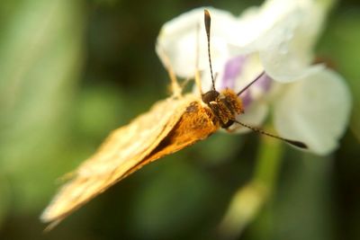 Close-up of insect on flower