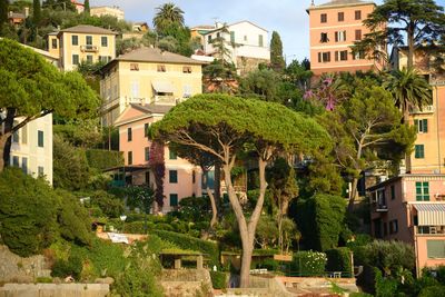 Trees and buildings at recco