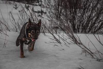 Dog on snow covered land