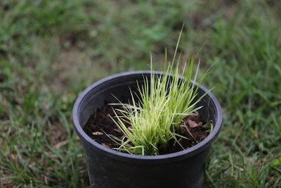 High angle view of potted plant on field