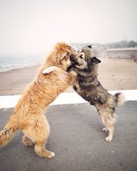 Dog on beach