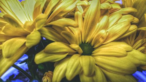 Close-up of yellow flowers