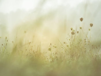Plants growing on field