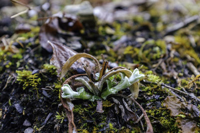 Close-up of plant against blurred background