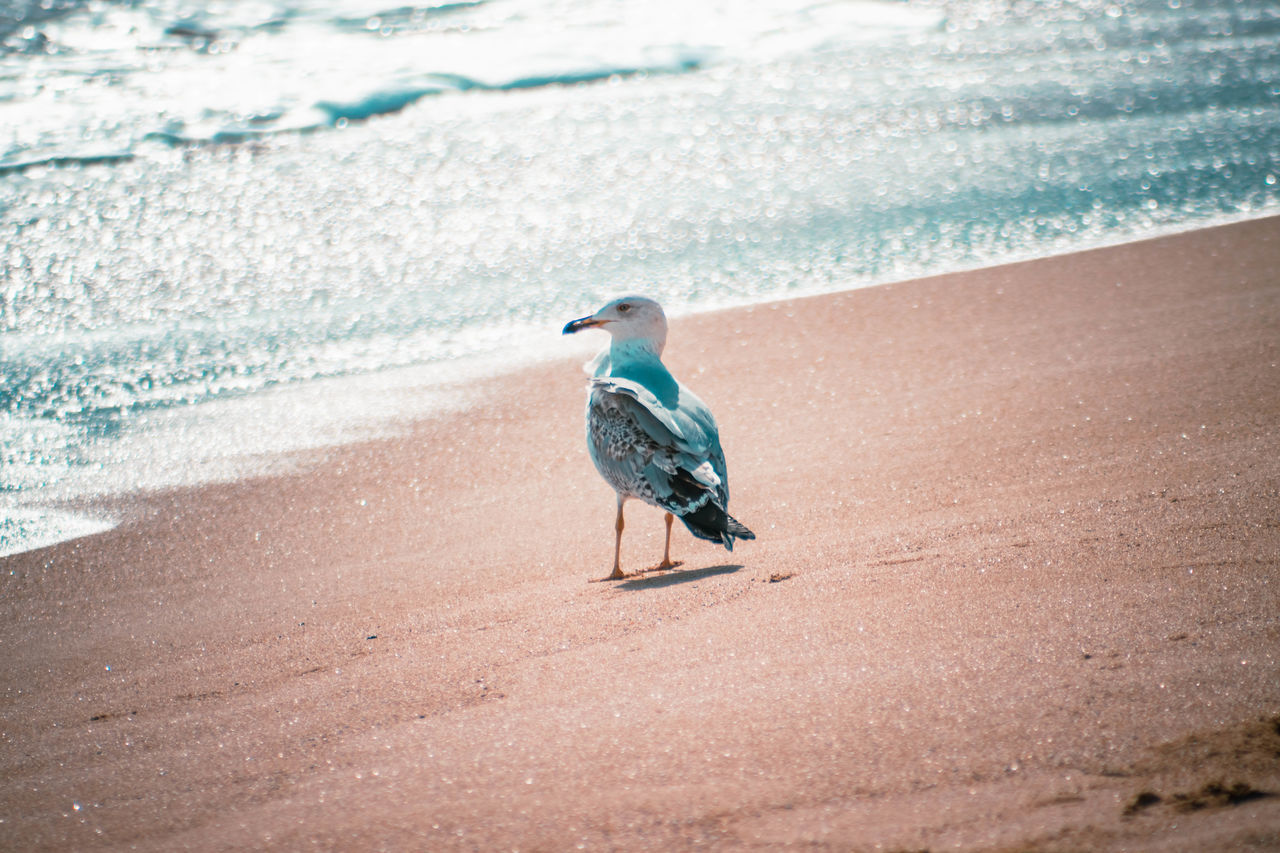 SEAGULL PERCHING ON BEACH