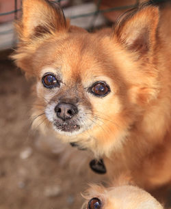 Close-up high angle portrait of a dog