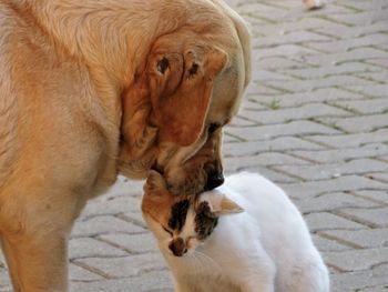 Close-up of dog