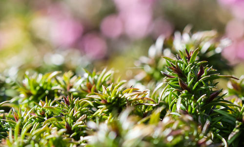 Close-up of fresh green leaves on field