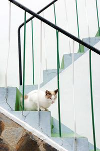 Portrait of a cat on stairs