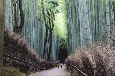 View of bamboo trees in forest