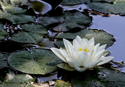 Close-up of lotus water lily in pond