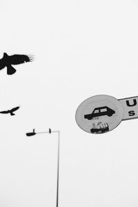 Close-up of birds on beach