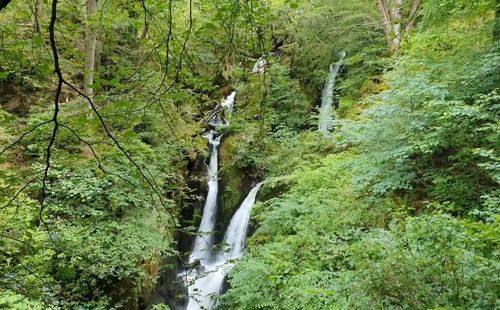 Scenic view of waterfall in forest