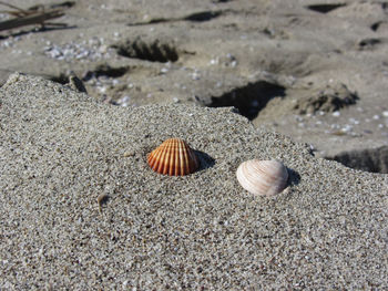 Close-up of seashell on beach