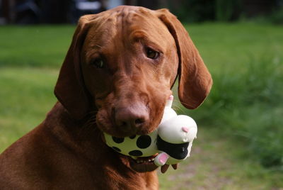 Close-up of dog with ball on field