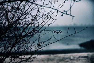 Close-up of bare branches against sky