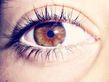 Extreme close up of human eye