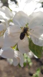 Close-up of bee on white flower