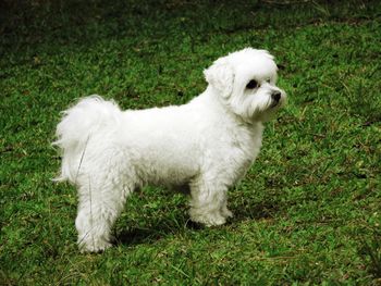 High angle view of white dog on grass