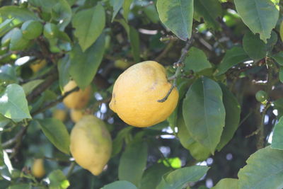 Close-up of fruit growing on tree