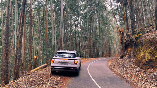 Cars on road amidst trees in forest