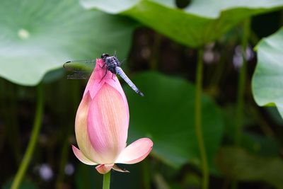 Close-up of butterfly pollinating on pink flower