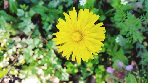 Close-up of yellow flowering plant on field