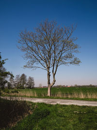 Bare tree on field against clear sky