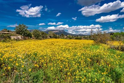 Yellow flowers growing on field against sky