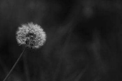 Close-up of dandelion against blurred background