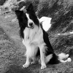 Portrait of border collie sitting on grassy field