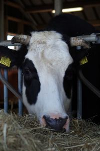 Portrait of a cow