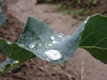 Close-up of raindrops on leaves