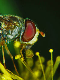 Close-up of insect on leaf