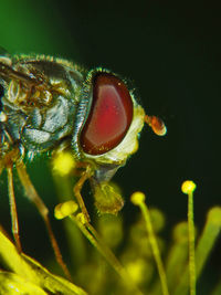 Extreme close-up of hoverfly on pollens