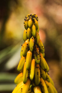 Close-up of yellow berries on plant
